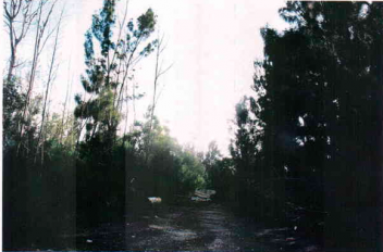 Lot No. 22, Block 17, Section 6 &ndash; Multi-Family- Vacant Land on the Canal, Queens Cove Subdivision, Freeport Grand Bahama, Bahamas